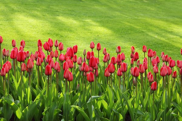 Entretien du jardin : deux petits conseils utiles