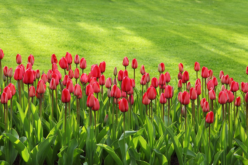 Entretien du jardin