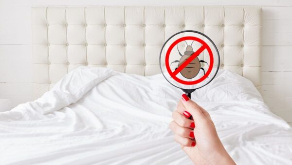 Comment detecter et se debarrasser efficacement des punaises de lit ?